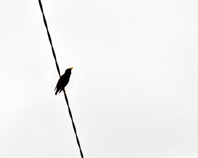 black bird standing on black wire